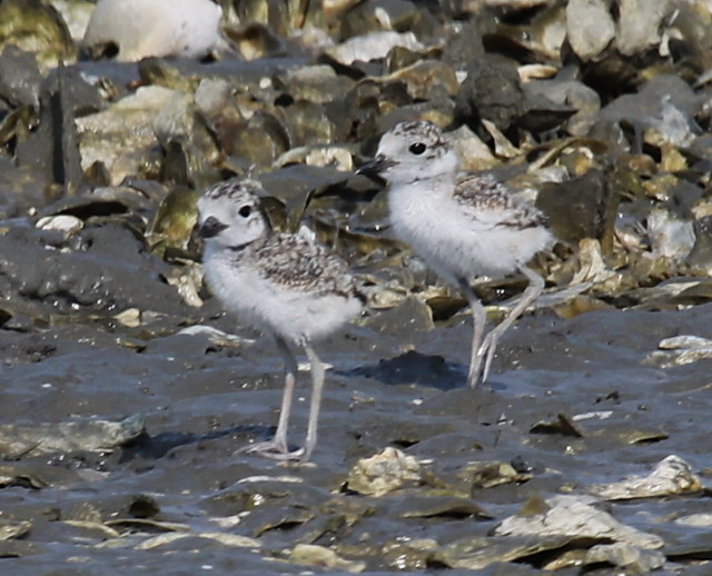 Wilson's Plovers